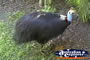 Cassowary . . . CLICK TO ENLARGE
