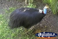 Cassowary . . . CLICK TO ENLARGE