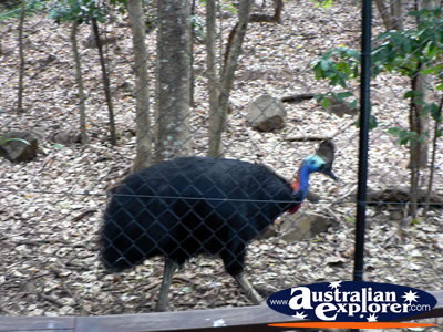 Cassowary in it's cage . . . VIEW ALL CASSOWARIES PHOTOGRAPHS