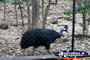 Cassowary in it's cage . . . CLICK TO ENLARGE