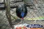 Cassowary Ready to eat . . . CLICK TO ENLARGE