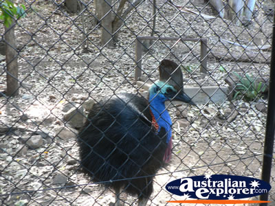 Cassowary behind Fencing . . . CLICK TO VIEW ALL CASSOWARIES POSTCARDS