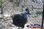 Cassowary . . . CLICK TO ENLARGE