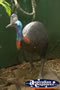 Tall Cassowary . . . CLICK TO ENLARGE