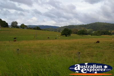 Cows Eating Grass . . . VIEW ALL COWS PHOTOGRAPHS