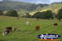 Cows Grazing . . . CLICK TO ENLARGE