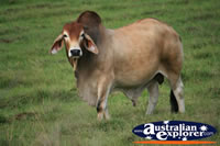 Australian Zebu Bull . . . CLICK TO ENLARGE