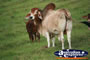 Back of Zebu Bull . . . CLICK TO ENLARGE