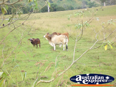 Zebu Grazing . . . VIEW ALL COWS PHOTOGRAPHS