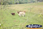 Zebu Grazing . . . CLICK TO ENLARGE