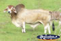 Close Shot of a Zebu . . . CLICK TO ENLARGE
