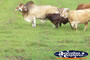Zebu Bull in Paddock . . . CLICK TO ENLARGE