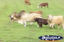 Zebu Bull Grazing . . . CLICK TO ENLARGE