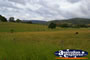 Cows Eating Grass . . . CLICK TO ENLARGE