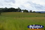 Grazing Cows . . . CLICK TO ENLARGE