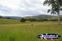 Cattle Grazing . . . CLICK TO ENLARGE