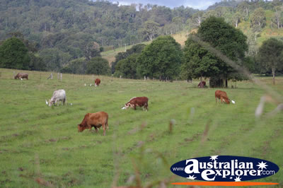 Grazing Cattle . . . VIEW ALL COWS PHOTOGRAPHS