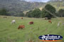 Grazing Cattle . . . CLICK TO ENLARGE