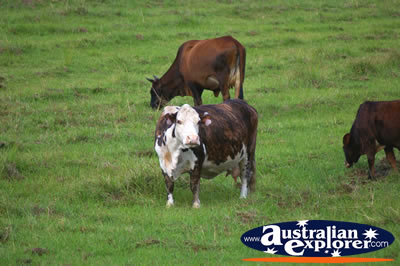 Cows in the Meadows . . . CLICK TO VIEW ALL COWS POSTCARDS