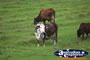 Cows in the Meadows . . . CLICK TO ENLARGE