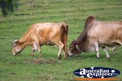 Cattle in the Fields . . . CLICK TO VIEW ALL COWS POSTCARDS