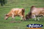 Cattle in the Fields . . . CLICK TO ENLARGE