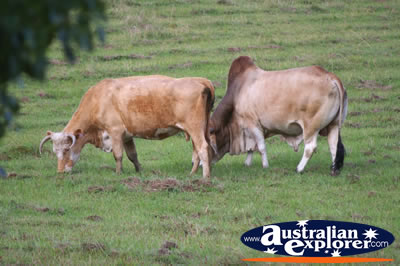 Cattle in the Meadows . . . VIEW ALL COWS PHOTOGRAPHS