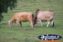 Cattle in the Meadows . . . CLICK TO ENLARGE