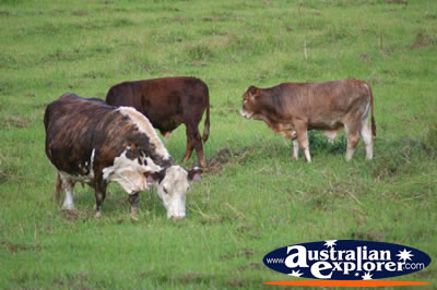 Cattle in the Paddock . . . VIEW ALL COWS PHOTOGRAPHS