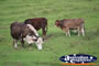 Cattle in the Paddock . . . CLICK TO ENLARGE