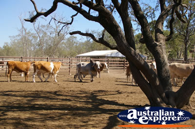Cattle Paddock at Lochington school . . . VIEW ALL COWS PHOTOGRAPHS