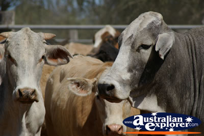 Grey Cow in the Paddock . . . CLICK TO VIEW ALL COWS POSTCARDS