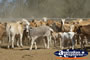 A group of Cows and Calfs . . . CLICK TO ENLARGE