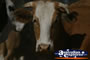 Large Brown Cow . . . CLICK TO ENLARGE