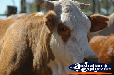 Brown Cow at Lochington School . . . VIEW ALL COWS PHOTOGRAPHS