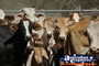 Group of Cows Lochington school . . . CLICK TO ENLARGE