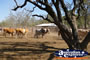 Cattle Paddock at Lochington school . . . CLICK TO ENLARGE