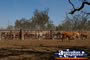 Cattle Gateway at Lochington school . . . CLICK TO ENLARGE