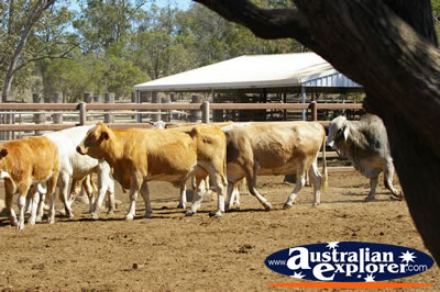 Cows Passing through the Paddock . . . CLICK TO VIEW ALL COWS POSTCARDS