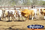 Large Group of Cows . . . CLICK TO ENLARGE
