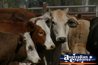 Group of Cows . . . VIEW ALL COWS PHOTOGRAPHS