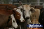 Group of Cows . . . CLICK TO ENLARGE