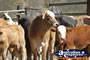 Cow and Calf at Lochinton school . . . CLICK TO ENLARGE