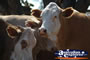 Cows at Lochington school . . . CLICK TO ENLARGE