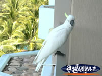Cockatoo on Balcony in Hamilton Island . . . CLICK TO ENLARGE