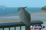 Cockatoo in Hamilton Island . . . CLICK TO ENLARGE
