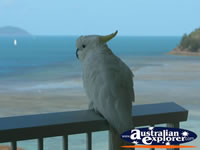 Cockatoo Perched on Rail in Hamilton Island . . . CLICK TO ENLARGE