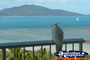 Cockatoo in Hamilton Island . . . CLICK TO ENLARGE