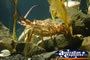 Crab . . . CLICK TO ENLARGE