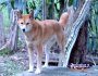 Dingo . . . CLICK TO ENLARGE